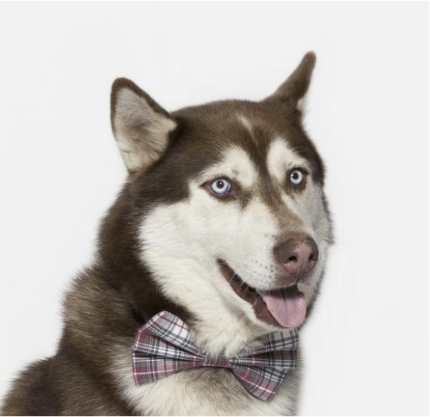 DJ, a brown and white 56 lbs Siberain Husky available for adoption at the Santa Barbara County Animal Services